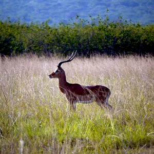 Antilope au milieu des herbes de la savane - Rwanda  - collection de photos clin d'oeil, catégorie animaux